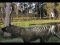 BREAKING NEWS: 15th Jan 2012 Tasmanian Tiger Remains Discovered in Northern Tasmania