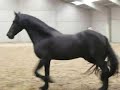 free longe friesian horses 