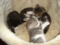 Kangas Cute and Purrfect Kittens - Part 1 (One) Kangas Cute and Purrfect Kittens - Part 1 (One)