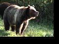 Grizzly bears in a roadside meadow