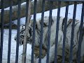 White Tiger Scratch White Tiger Scratch
