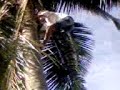 lyk a monkey