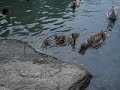 Mother duck & ducklings