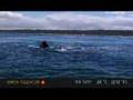 Dance of the whales