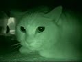 Angry Kitty
