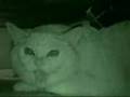 Angry Kitty