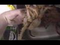 Spiny Crabs and Shrimp