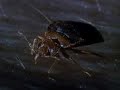 Bed Bugs