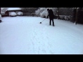 Harry bouncing in the snow while Poppy refuses mini dachshunds