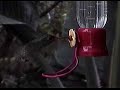 No Drip Hummingbird Feeder No Drip Hummingbird Feeder