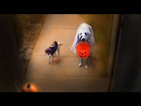 funny dog videos. this funny dog video.