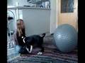 Being Bi, puppy tricks