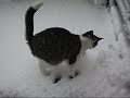 Snow on Cat 2 - The Cat who.... Snow on Cat 2 - The Cat who....