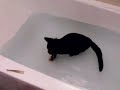 Водоплавающие коты (подборка). Swimming Cats