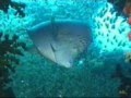 videos de Planeta Agua Buceo Thistlegorm Mar Rojo Agt 2.000 Red Sea