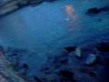 videos de La Jolla Cove,  Sea Lions!!