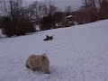 Chiweenies in snow Chiweenies in snow