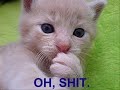 Really funny cats 2/?