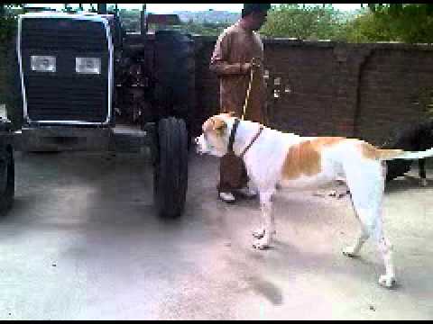 Famous dog 9 lakhia