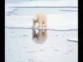 videos de The Ice Is Getting Thinner - Death Cab For Cutie