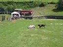 more on...http://www.dog-rescue.sk