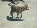 CHUPACABRA POO ON THE ROAD!!