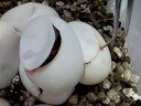 Piebald ball python