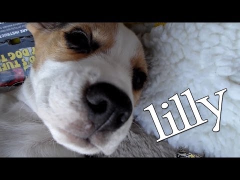 Lilly - Take a look at this cutie pie! Squiddy T-Shirts UK - http://iballisticsquid.spreadshirt.co.uk/ Squiddy T-Shirts US - http://iballisticsquid.spreadshirt.com Subscribe - http://www.youtube.com/iba...