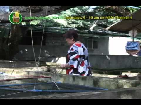 Flowerhorn -