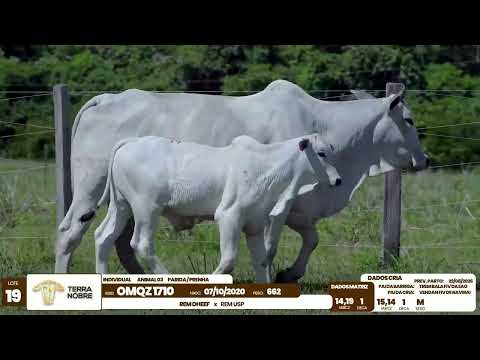 1� De Olho na Fazenda - Terra Nobre