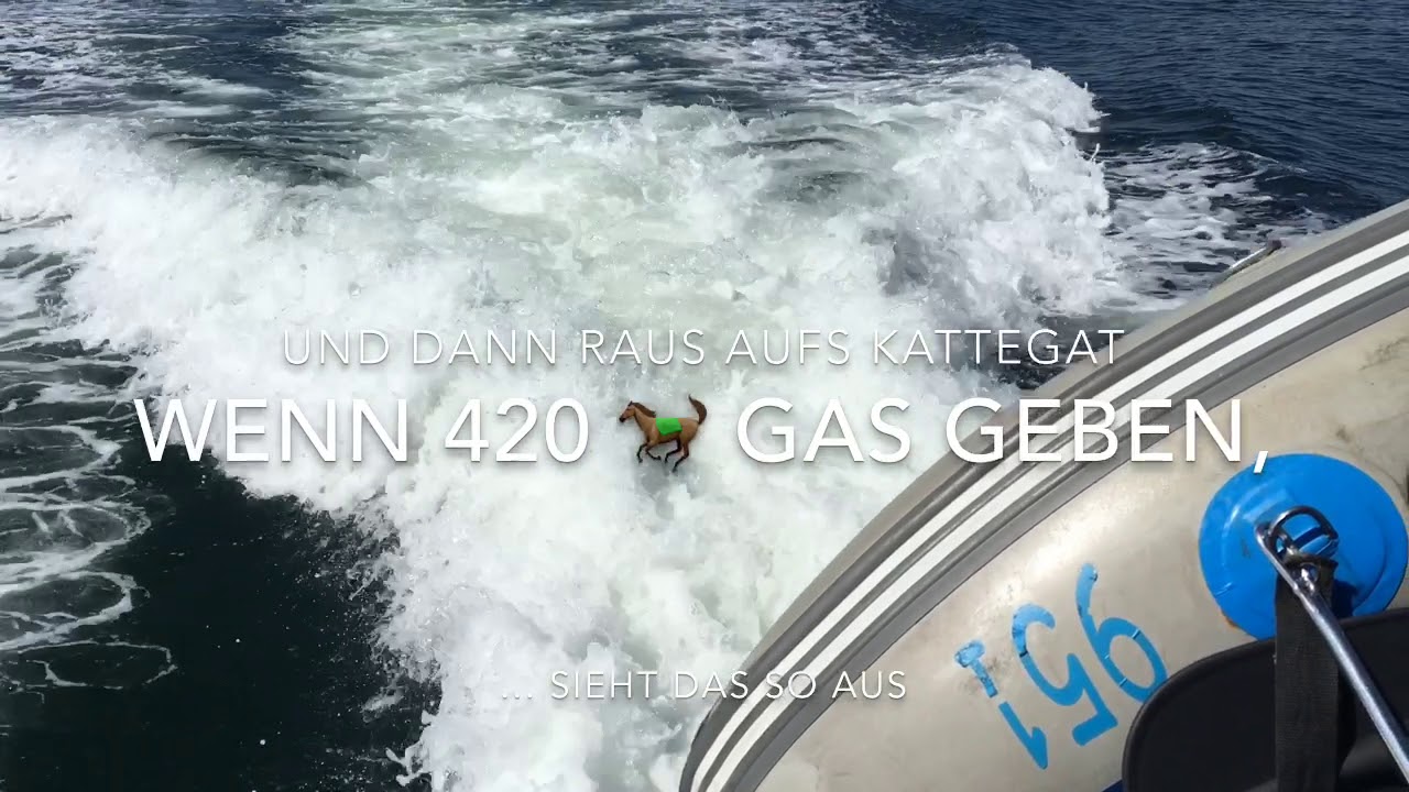 Schweinswal-Watching