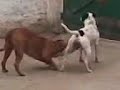 tiggo tentando namorar com a estrella