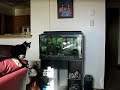 Cat Vs Acuario