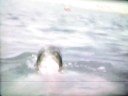 Jaws (obviously not the real movie) Jaws (obviously not the real movie)