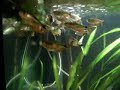 Hemigrammus caudovittatus