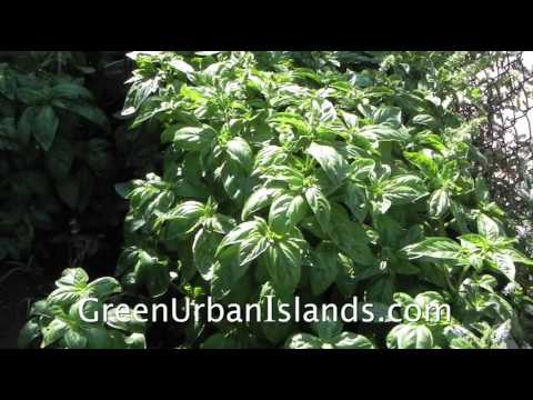 how to replant basil