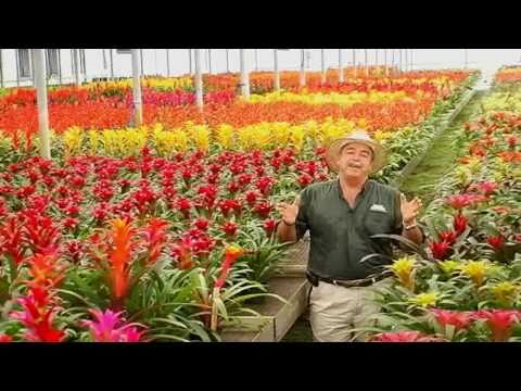 how to replant guzmania