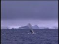 Windsurfing Antarctica