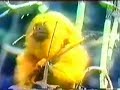 Hermeto Pascoal - More Música da Lagoa