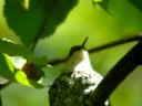 a Ruby Throated Hummingbird gascope a Ruby Throated Hummingbird gascope