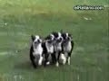 Los Perros más Graciosos del Mundo