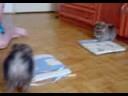 pom puppies pom puppies