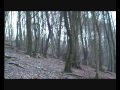chasse au sanglier