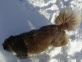 Schnee verschluckt Stock - Hund verzweifelt