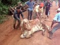 Acidente Caminh�o de Boi no Par� BR 163 Part2