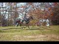 *TTC Horse Trials*
