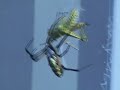Banana Spider Vs. Grasshoppers Banana Spider Vs. Grasshoppers