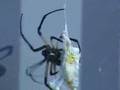 Banana Spider Vs. Grasshoppers