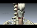Muscles of the Larynx - Part 1 - 3D Anatomy Tutorial