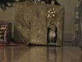 The cat and the rat - Christmas movie!
